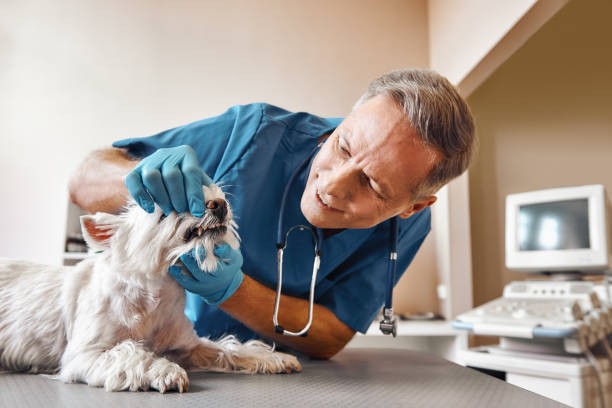 Best Emergency Root Canal Treatment in Atlantic Highlands, NJ